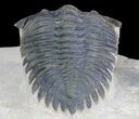 Pseudocryphaeus Trilobite - Excellent Detail #64424-3